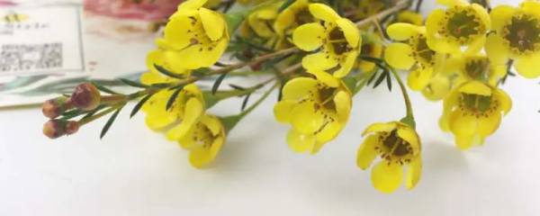 绣球花的品种和颜色介绍（全解图示）