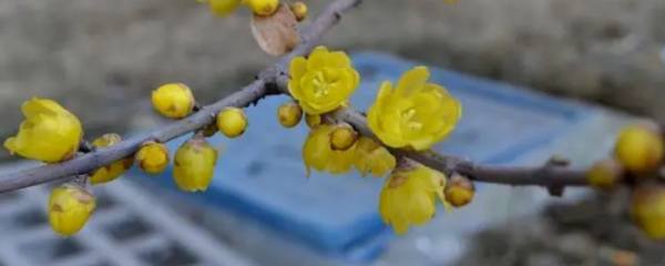 海棠花泡水里能生根吗