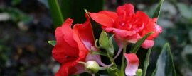 室内盆栽梅花怎么养