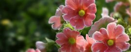 丽格海棠花期：4～6月和9～12月
