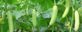 辣椒种子催芽方法