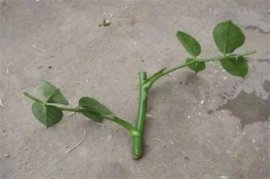 如何救活发蔫的大丽花