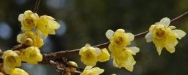 四季桂花和金桂的区别，4种方法区分两者