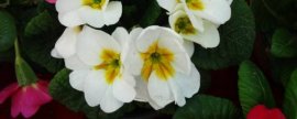 杜鹃花什么季节开