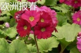 5朵向日葵花语是什么，含义无悔可送爱人