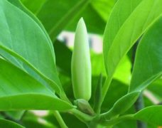 大丽花怎么矮化
