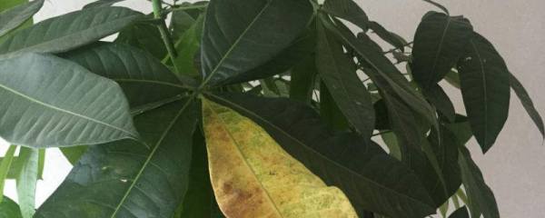 芍药花家庭种植禁忌