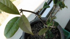 散尾葵的价格：植株高度越高价格也越高（不建议带盆买）
