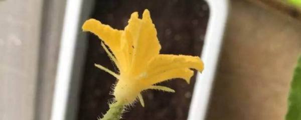 紫罗兰可以插枝水养吗