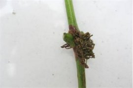 大丽花种球种植方法