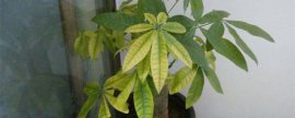 海棠花的养殖方法和注意事项 盆栽