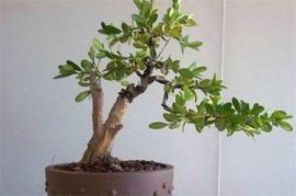 荷花跟荷叶是什么关系