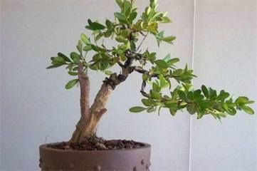 紫罗兰可以剪枝移植吗