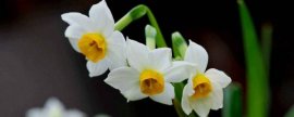茶花有毒吗