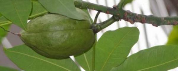 果子蔓的养殖方法：要注意盆土的更换