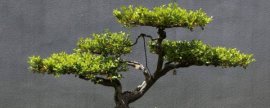 果子蔓养护有哪些要点
