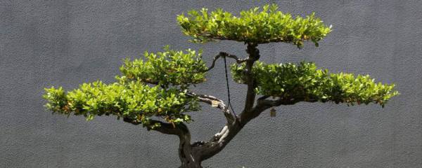 茶花的花语