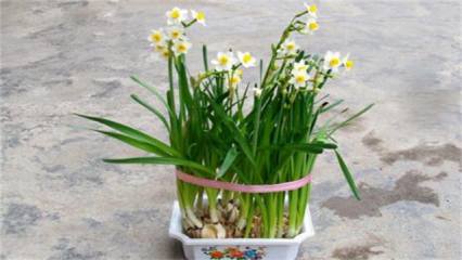 长寿海棠一年开几次花