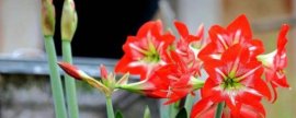 海棠花春季怎样修剪