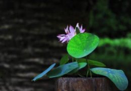 养护散尾葵有哪些要诀