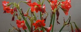 茶花冬天怎么养