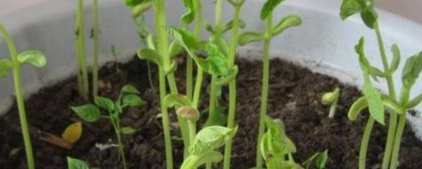 唐菖蒲家庭种植技术，4个步骤简单种好唐菖蒲
