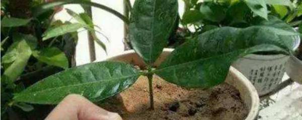 巴西铁树能吸收甲醛吗??