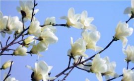 紫罗兰什么时候开花