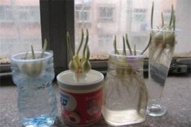 蝴蝶兰叶子发黄能救