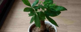 怎样挑选唐菖蒲球茎