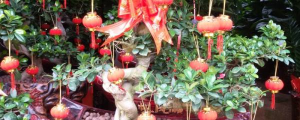 八仙花怎么浇水，四季不同的浇水频率