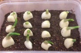 蝴蝶兰可以开多久，花期长达1～3月左右
