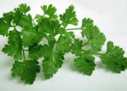 杜鹃花枯萎了怎么救活，四个技巧让其满血复活