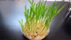 茶花为何叫断头花，关于断头花的说法(整个花朵全掉下)