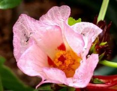 八仙花怎样科学翻盆与修剪