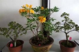 竹节海棠有哪些特性与繁殖方法