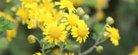 月季花叶子有黑斑是因为什么