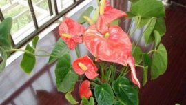 文竹多久浇水一次，2～3天浇一次水(视季节而定)