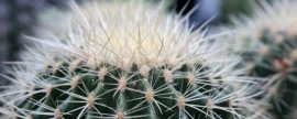 八仙花的养殖方法：小苗要带土移植