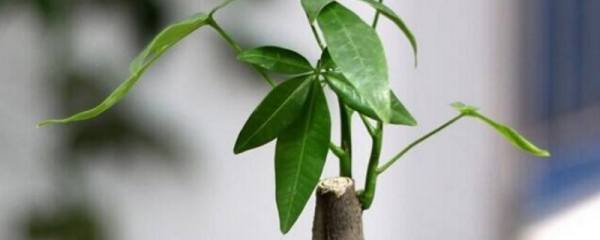 韭兰的养殖方法：生性强健,易繁殖