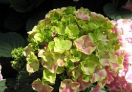 芍药的功效与作用