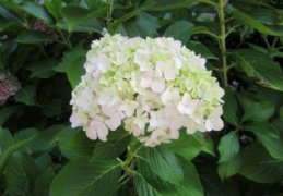 文竹枝条能水培生根吗，老花匠教你3种文竹枝条