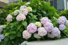 怎样使韭兰多开花