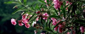 养护白花紫露草有哪些要点