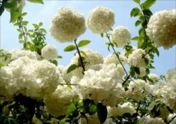 火鹤花怎么繁殖