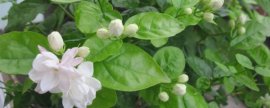 莲花怎么养
