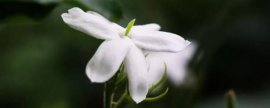 火鹤花怎么施肥