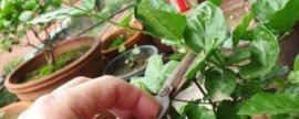 鹅掌花怎么繁殖