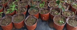 香樟是裸子植物还是被子植物