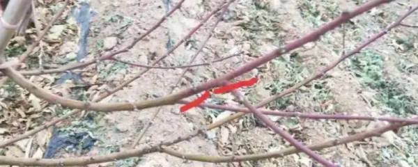 修剪桃树怎样留枝